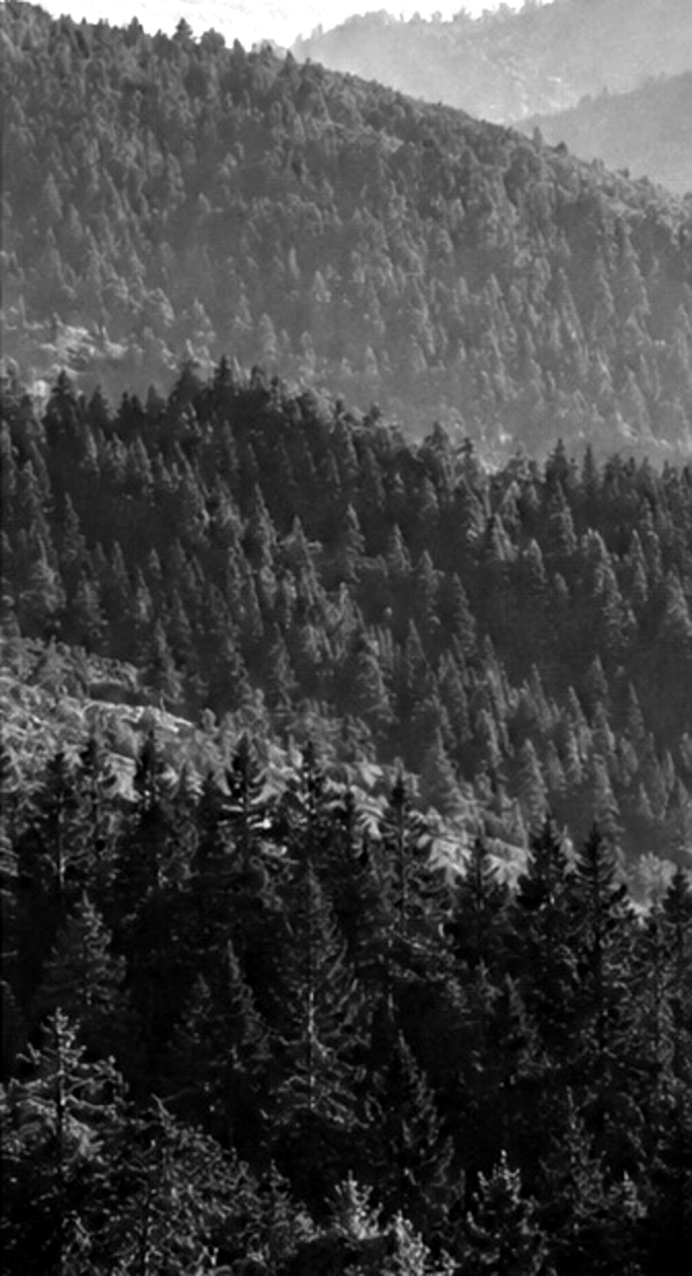 Paisaje montañoso cubierto de bosque
